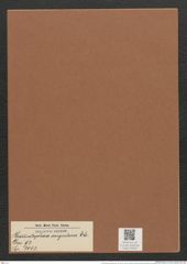 Grammatophora angulosa Ehr. (de-Toni-Nr.: Genus 93, Species 3043) Zeichnungen Sammlung Grunow Mappe 03230 (Herbarium_W_Grunow_drawings_Folder_03230)